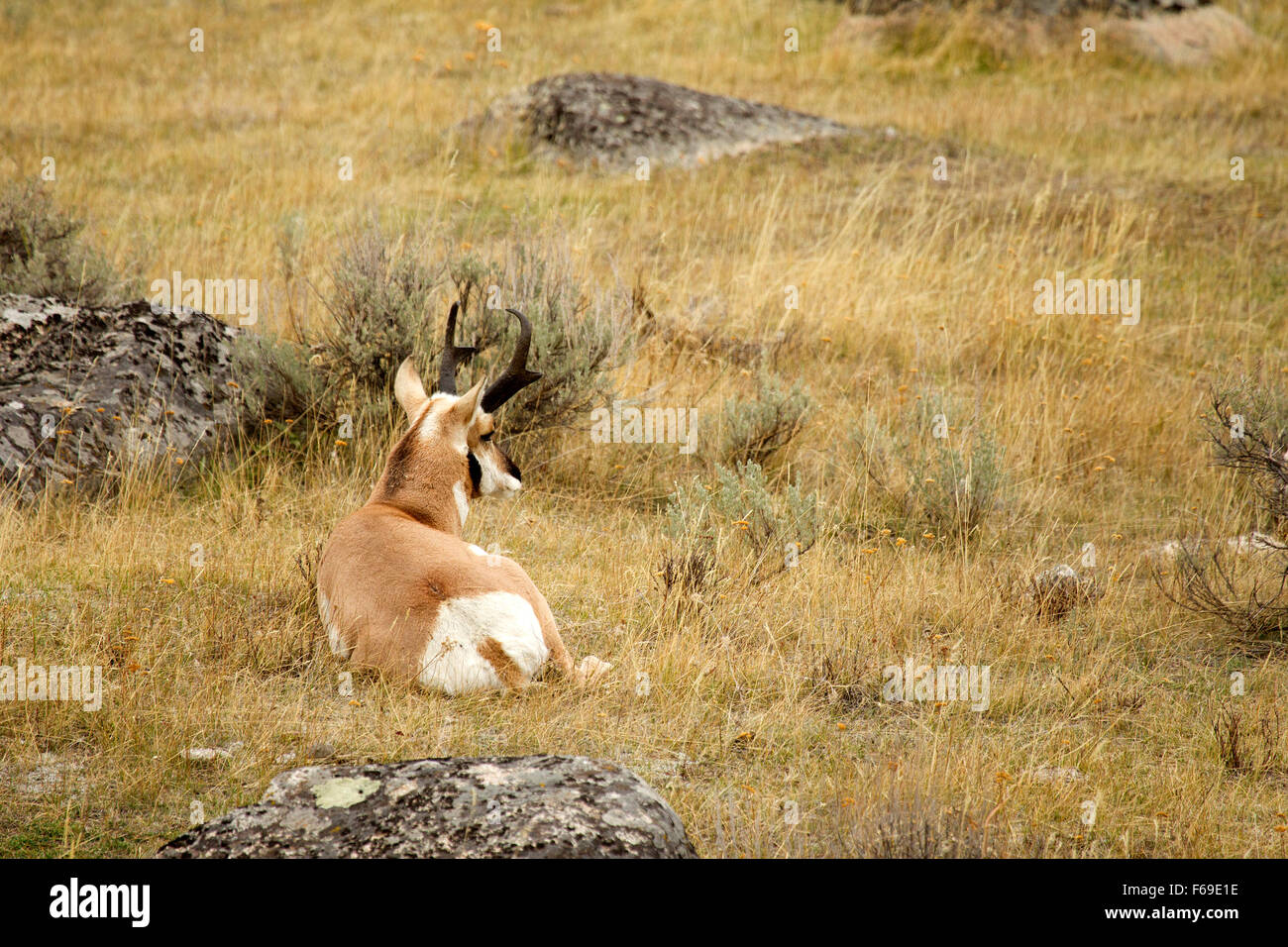 Pronghorn Antelope Lying Down Stock Photo
