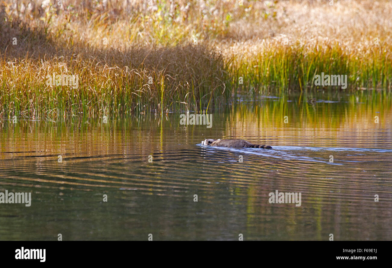 Raccoon Pond Wildlife Hi res Stock Photography And Images Alamy raccoon-pond-wildlife-hi-res-stock-photography-and-images-alamy