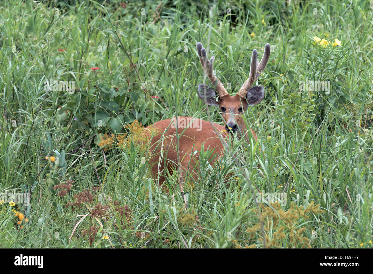 Marsh deer in velvet standing in the wildflowers, Transpantaneira Hwy, Pantanal, Brazil Stock Photo
