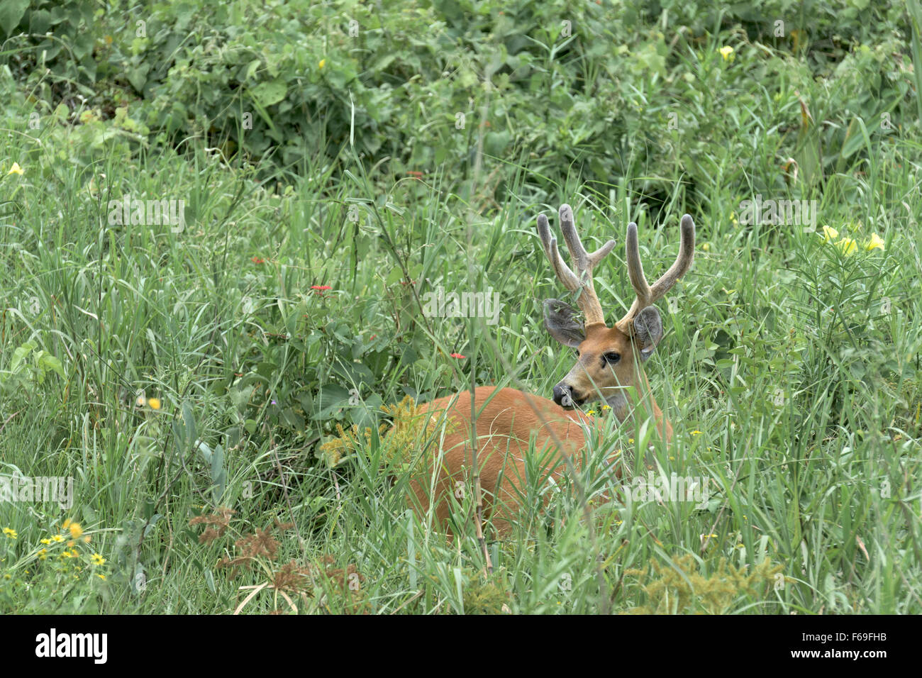 Marsh deer in velvet standing in wildflower marsh, Transpantaneira Hwy, Pantanal, Brazil Stock Photo