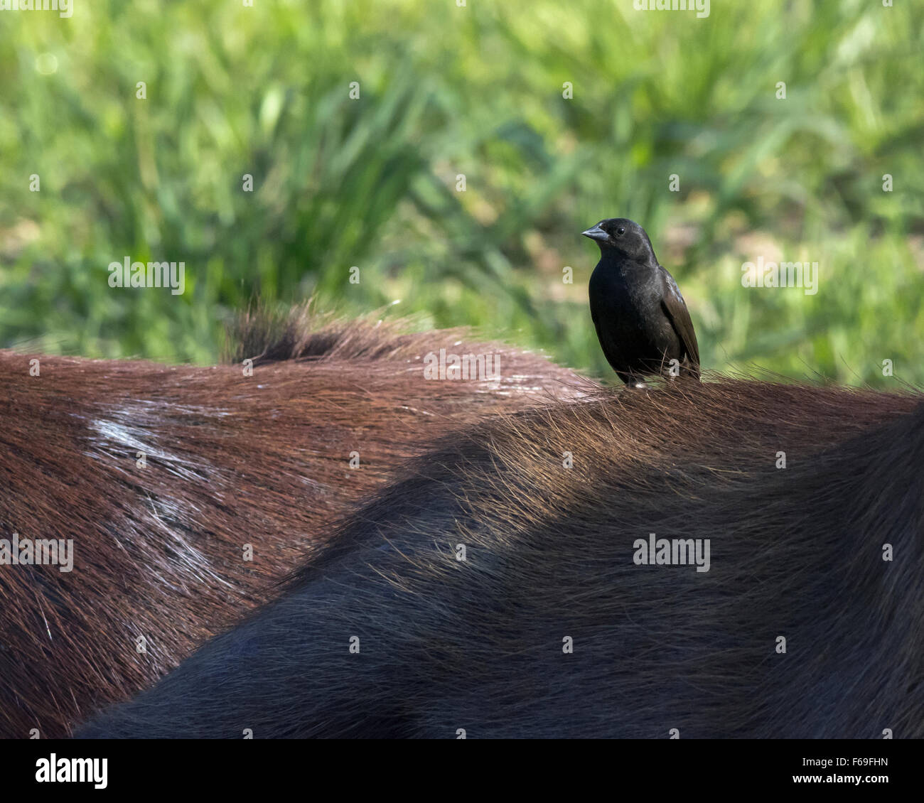 Chopi blackbird standing on a capybara, Rio Cuiaba, Pantanal, Brazil Stock Photo