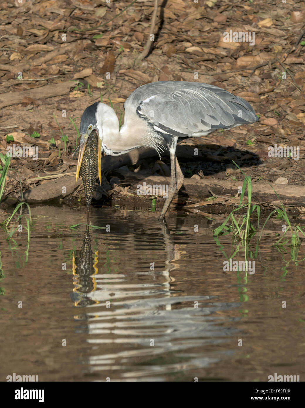 Too big to swallow vertical; Cocoi heron with a large suckermouth catfish, Rio Cuiaba, Pantanal, Brazil Stock Photo