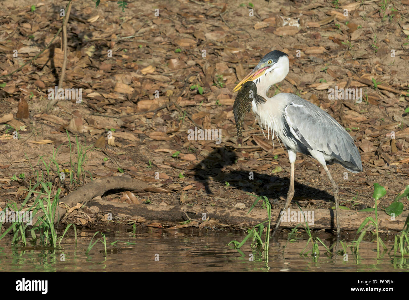 Cocoi heron trying to swallow a large suckermouth catfish, Rio Cuiaba, Pantanal, Brazil Stock Photo