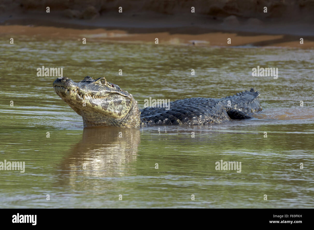 Caiman in the river with its head up, Rio Cuiaba, Pantanal, Brazil Stock Photo