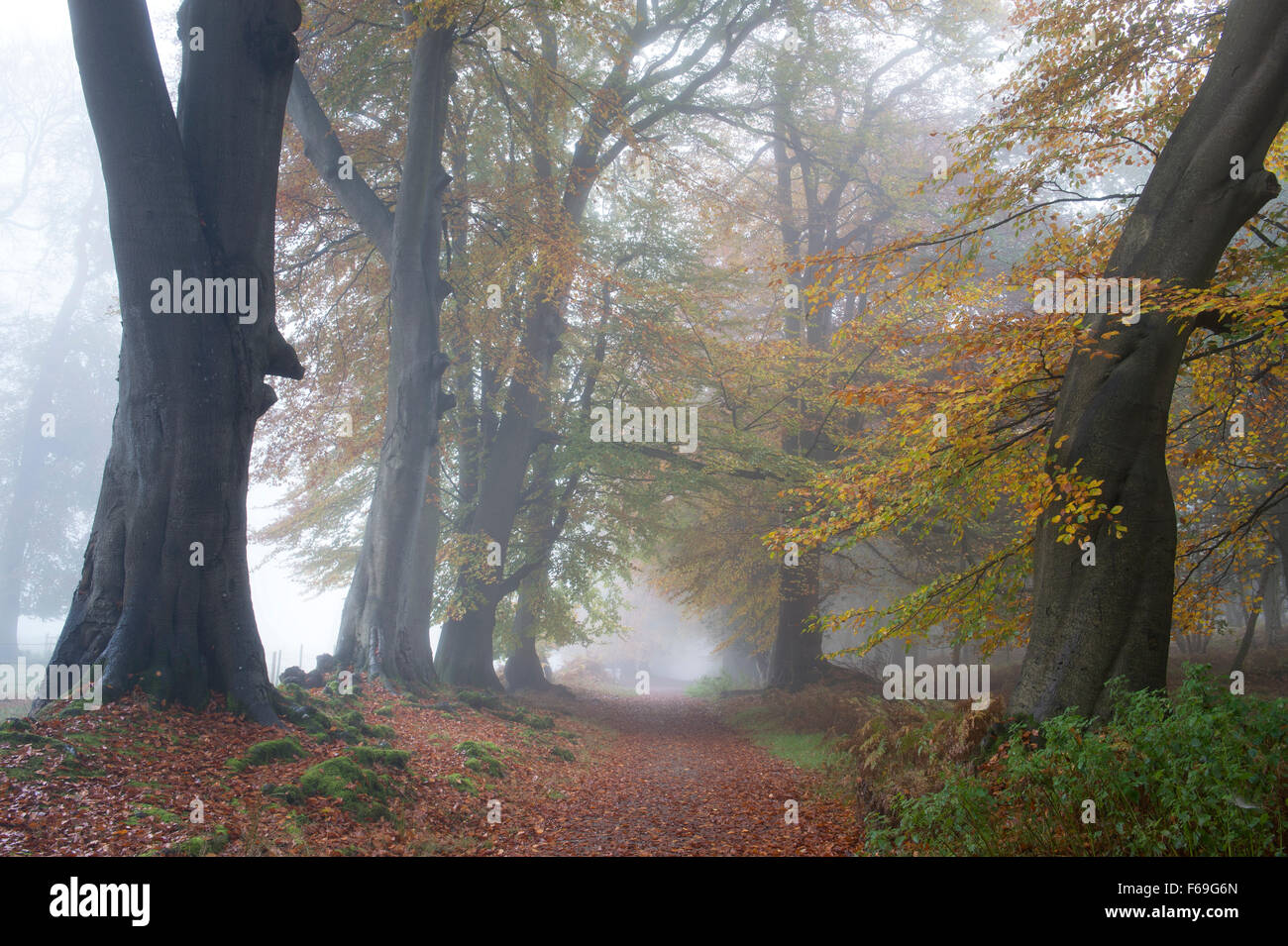 Fagus sylvatica. Beech trees and autumn mist. Ladys walk, Ashridge. England Stock Photo