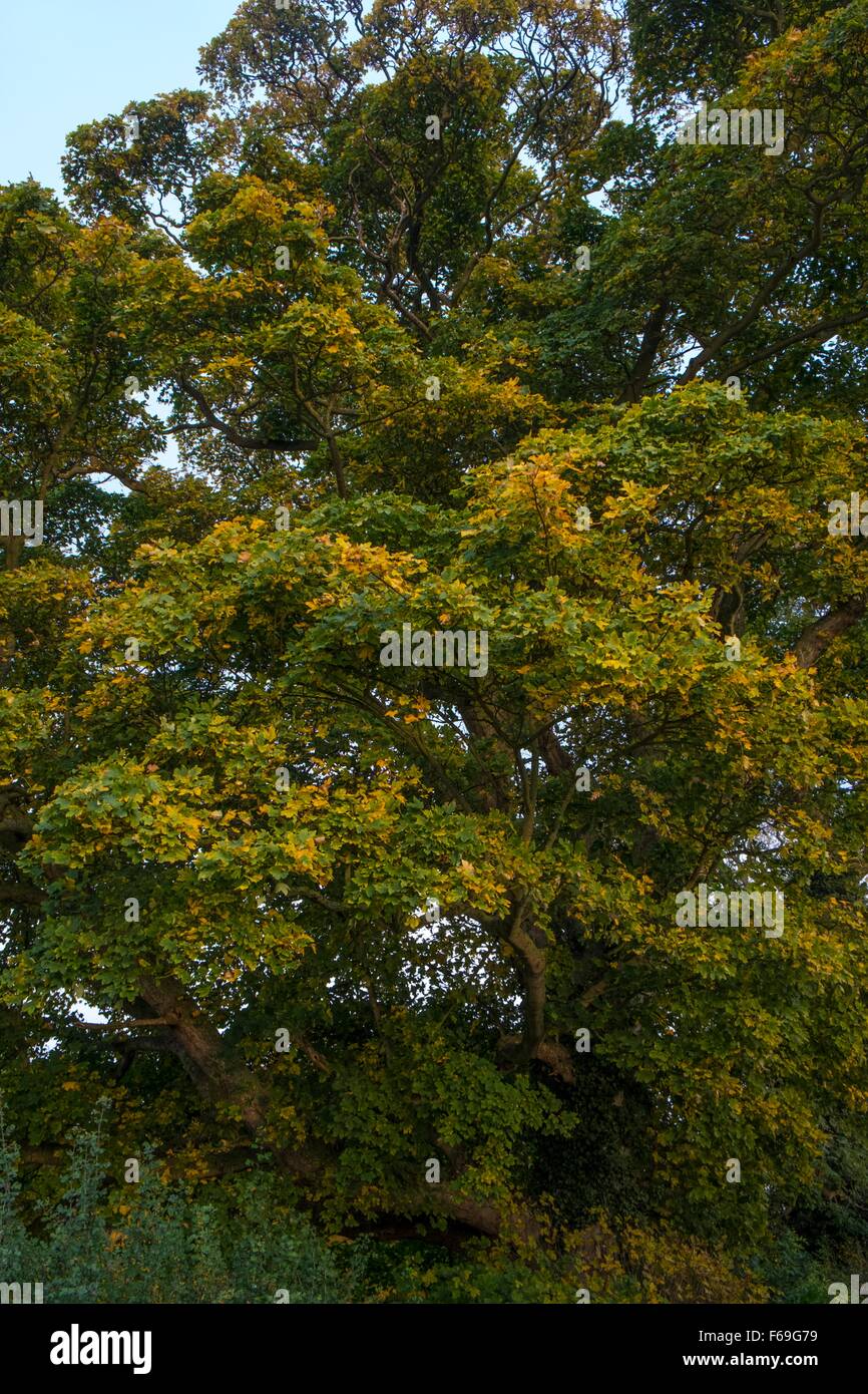 Sycamore - Acer pseudoplatanus. England UK Stock Photo