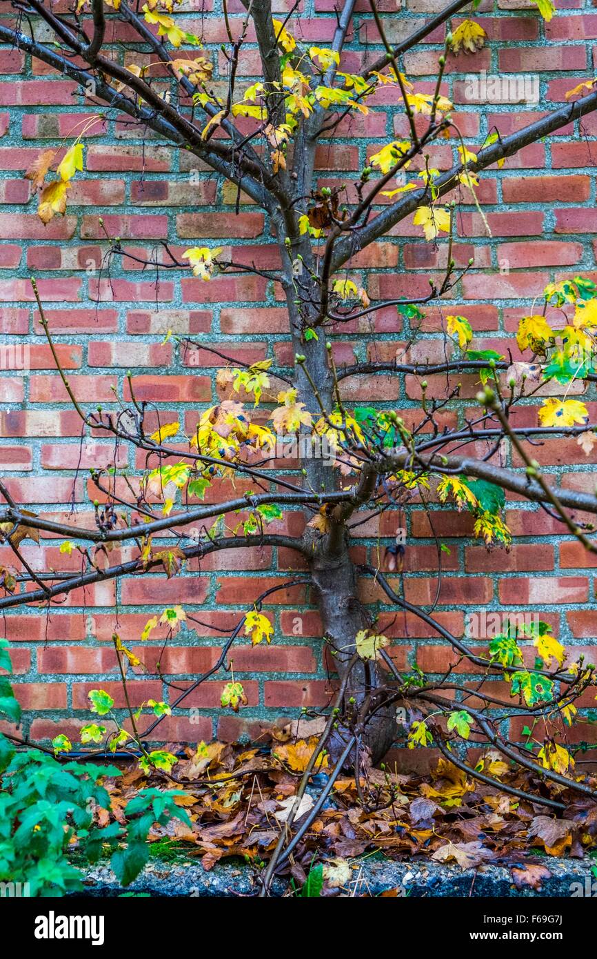 Tree against brick wall. Stock Photo