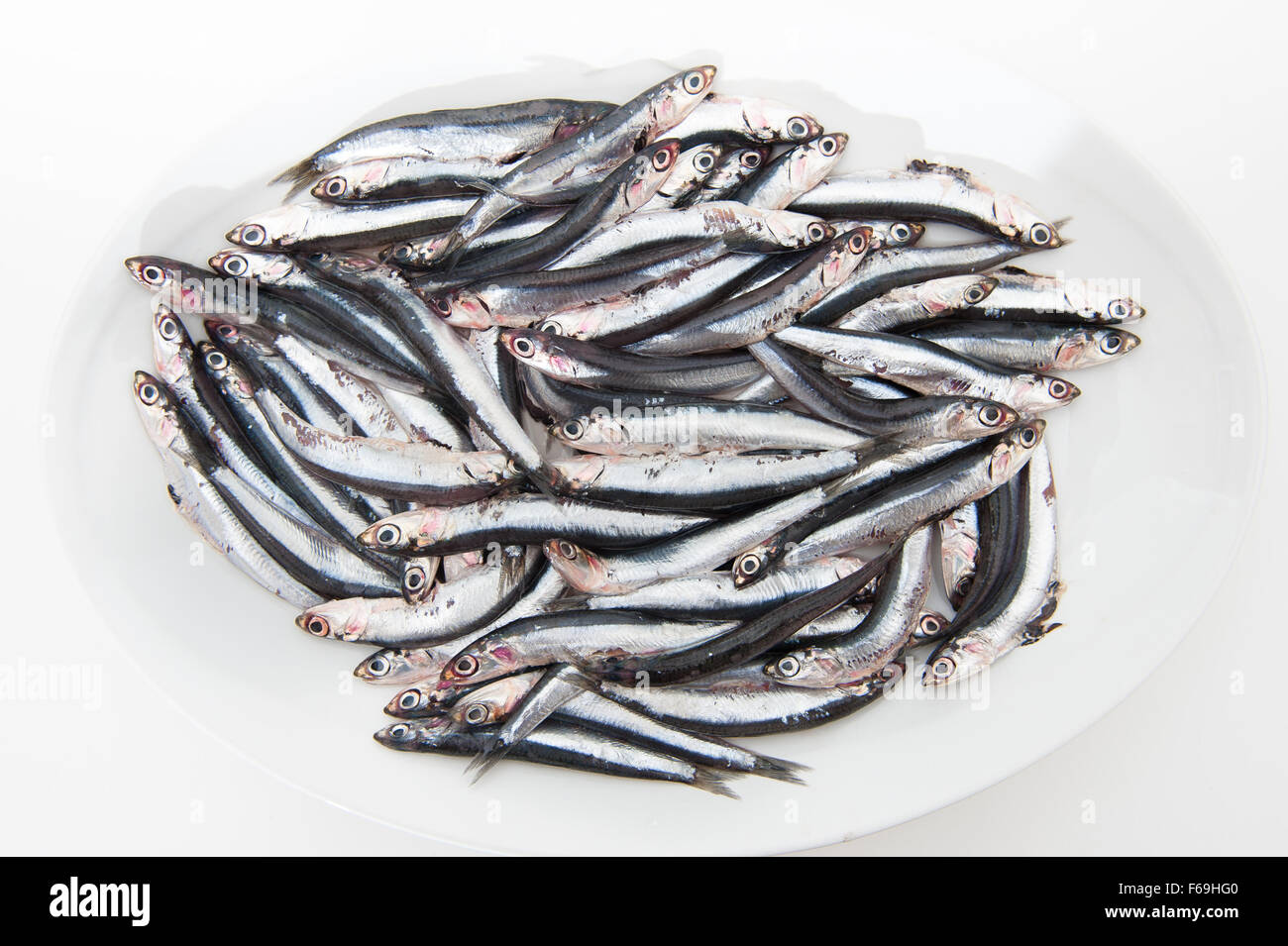 White plate full of many fresh raw anchovy on white background Stock Photo