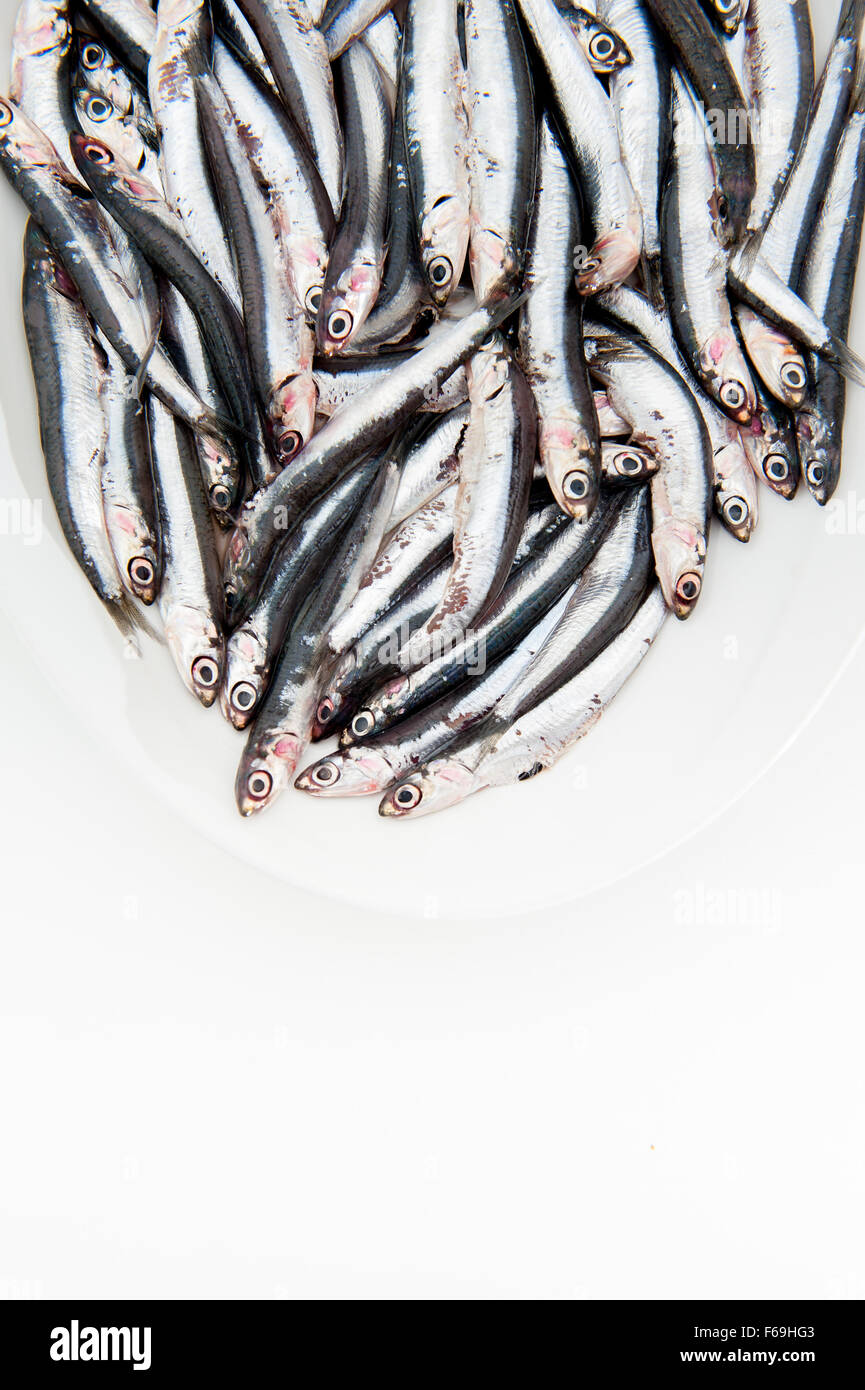 White plate full of many fresh raw anchovy on white background Stock Photo