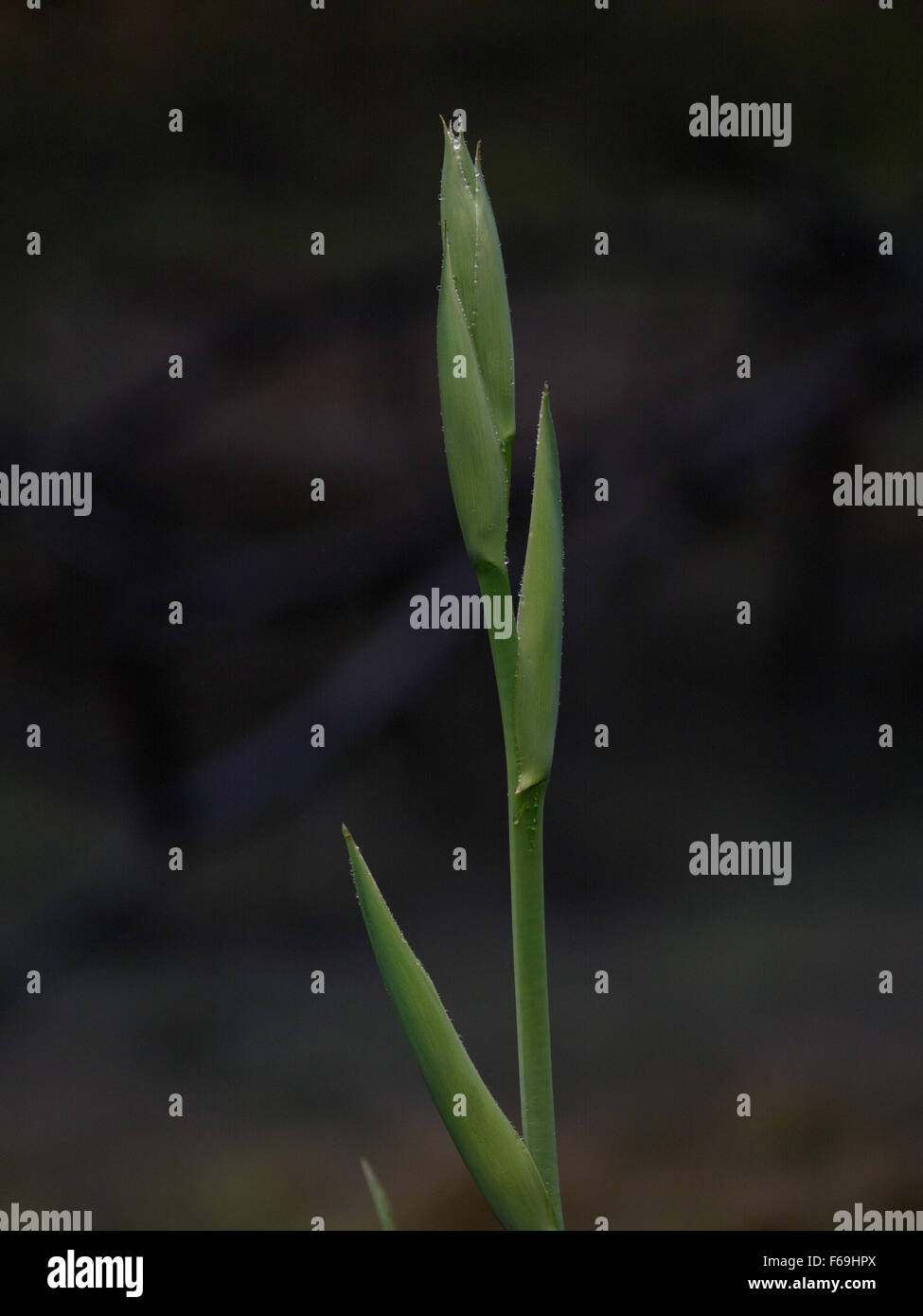 Unripe Flower Stalk,  Phormium colensoi (syn. Phormium cookianum) mountain flax, lesser New Zealand flax, or wharariki in Māori Stock Photo