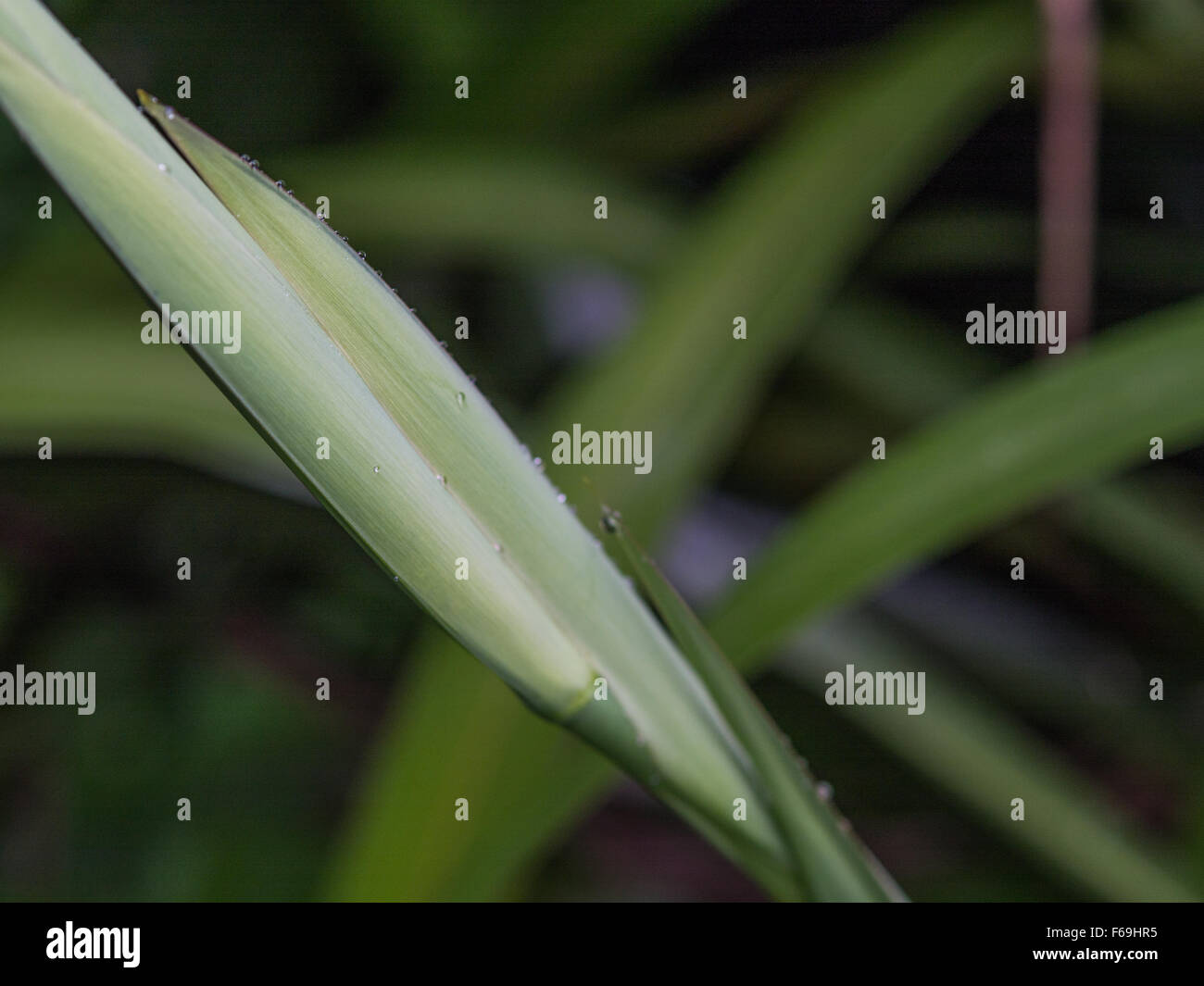 Abstract Pattern, Green Curves, Plant Leaves, Stock Photo