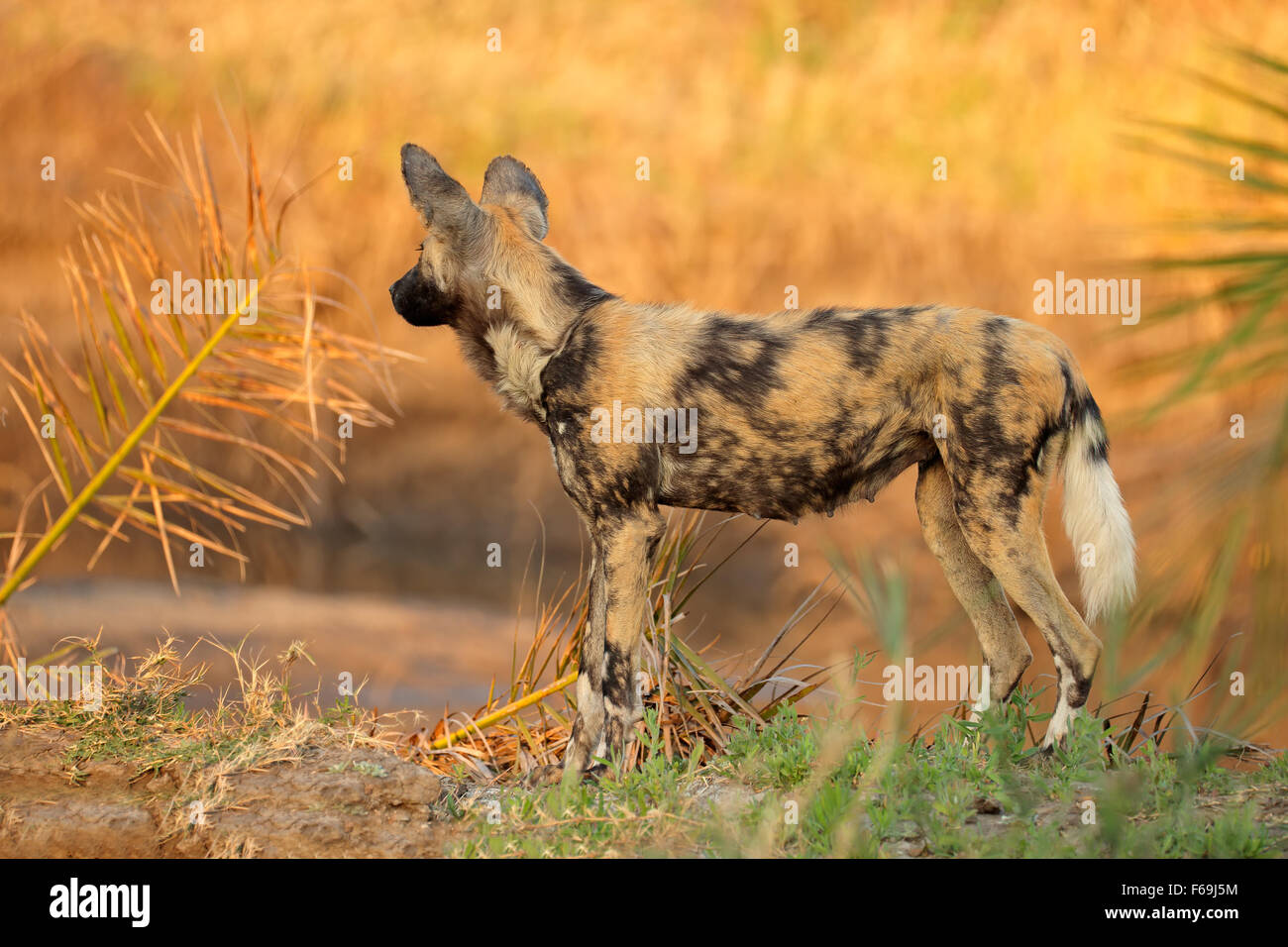 African wild dog or painted hunting dog (Lycaon pictus), Sabie-Sand nature reserve, South Africa Stock Photo
