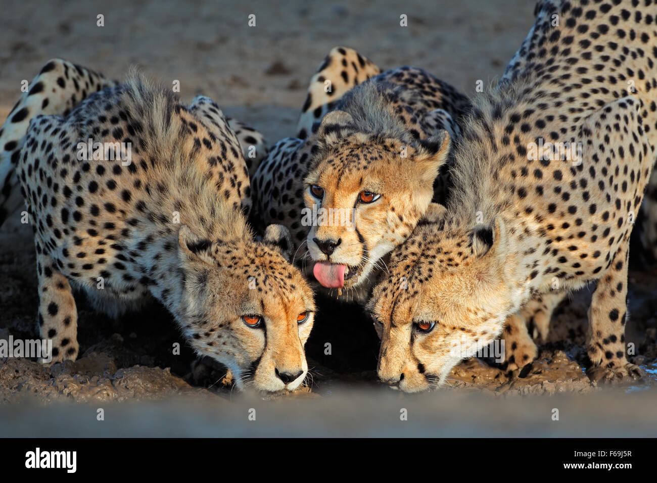 Alert cheetahs (Acinonyx jubatus) drinking water, Kalahari desert, South Africa Stock Photo