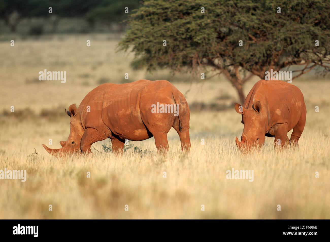 A pair of white rhinoceros (Ceratotherium simum) in natural habitat, South Africa Stock Photo
