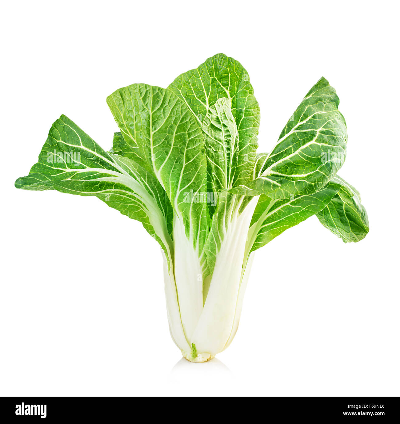 Chinese lettuce in isolated on a white background Stock Photo