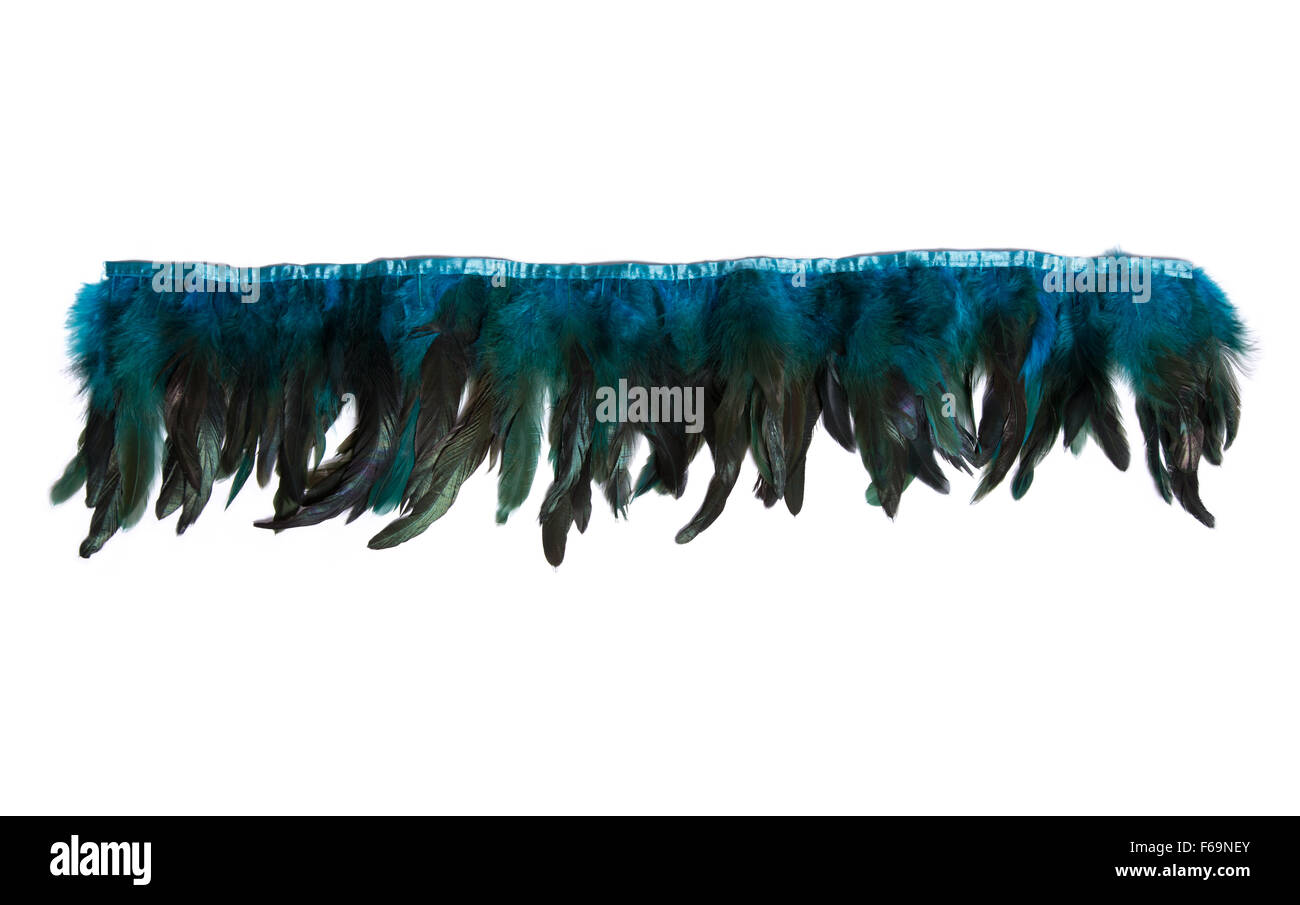Blue feathers on wing hi-res stock photography and images - Alamy