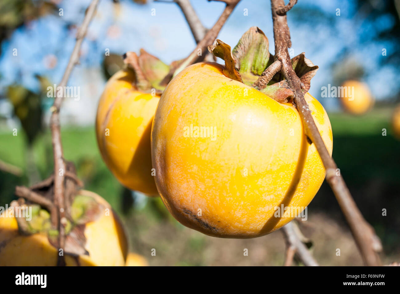 Fall season: ripe persimmon fruit on the tree Stock Photo