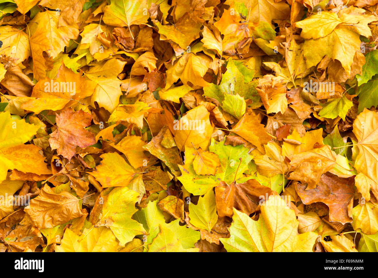 Golden leaves on floor hi-res stock photography and images - Alamy