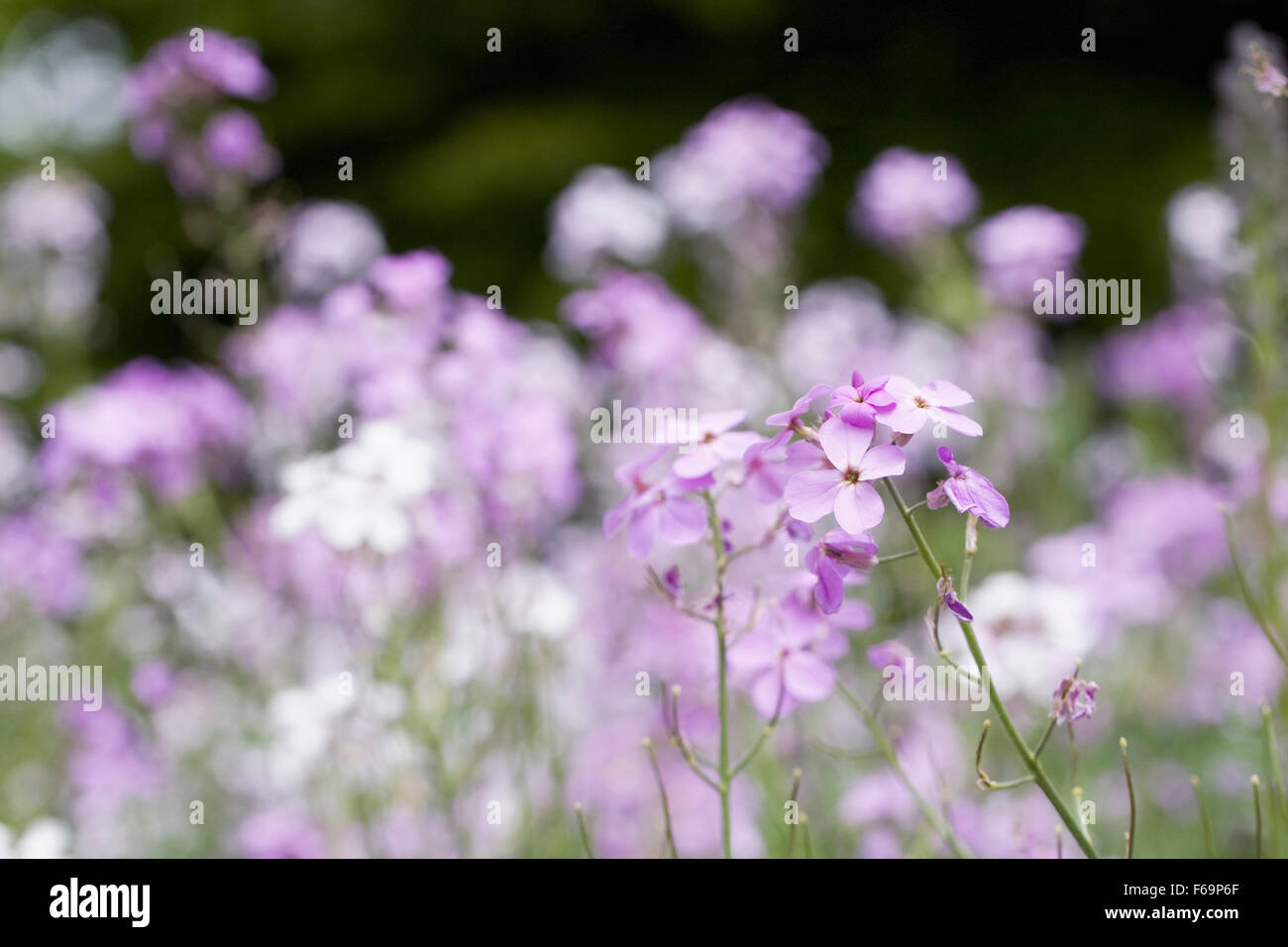 Hesperis matronalis. Sweet rocket flowers. Stock Photo