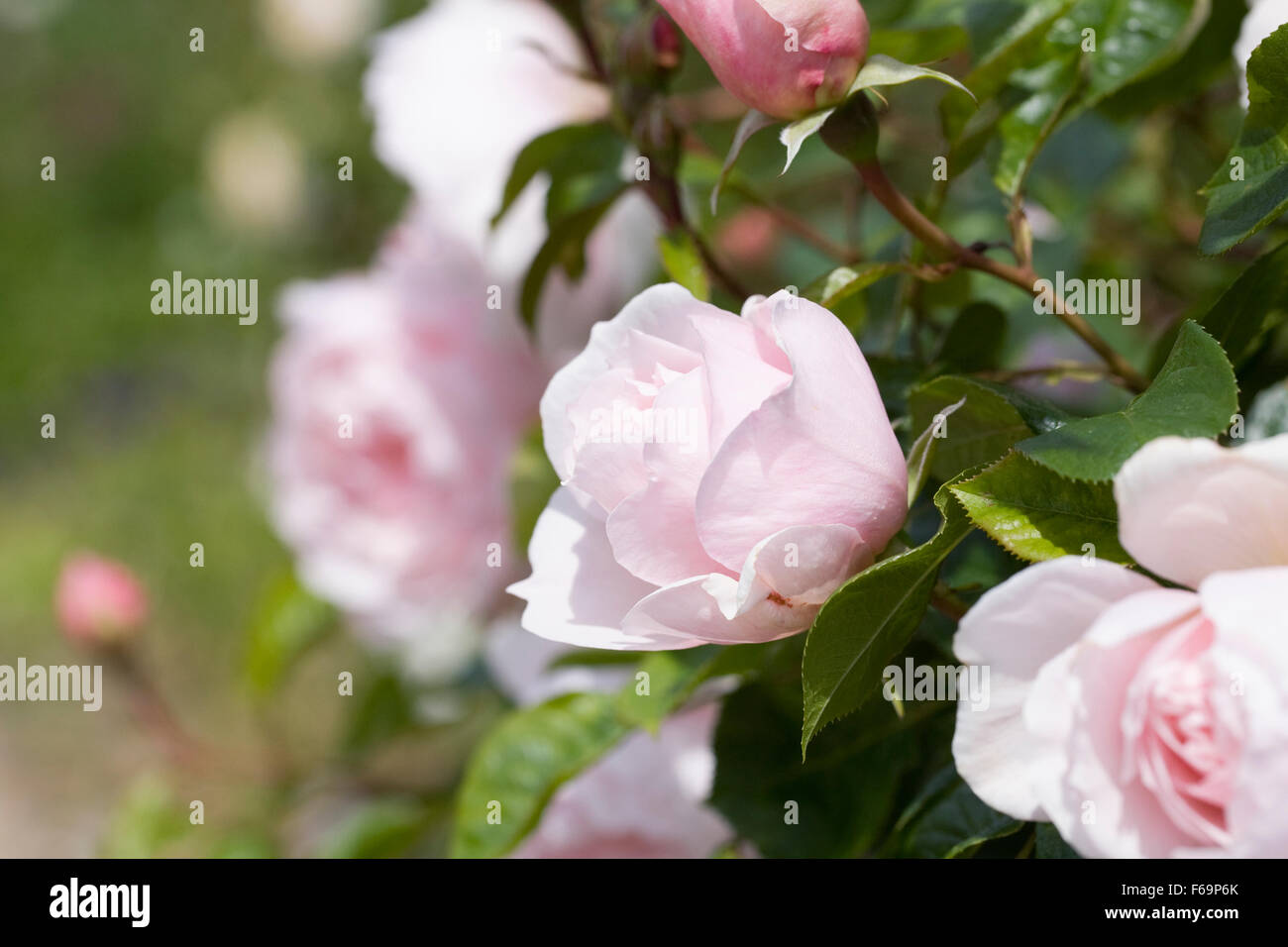 Rosa. Pale pink shrub rose in an English garden. Stock Photo