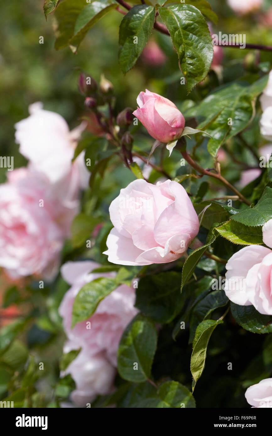 Rosa. Pale pink shrub rose in an English garden. Stock Photo