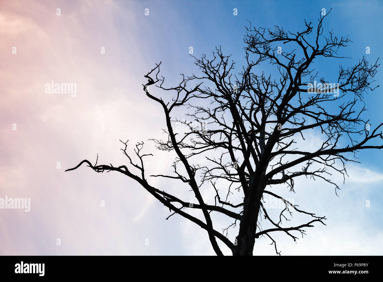 Dry dead tree on colorful evening sky background Stock Photo