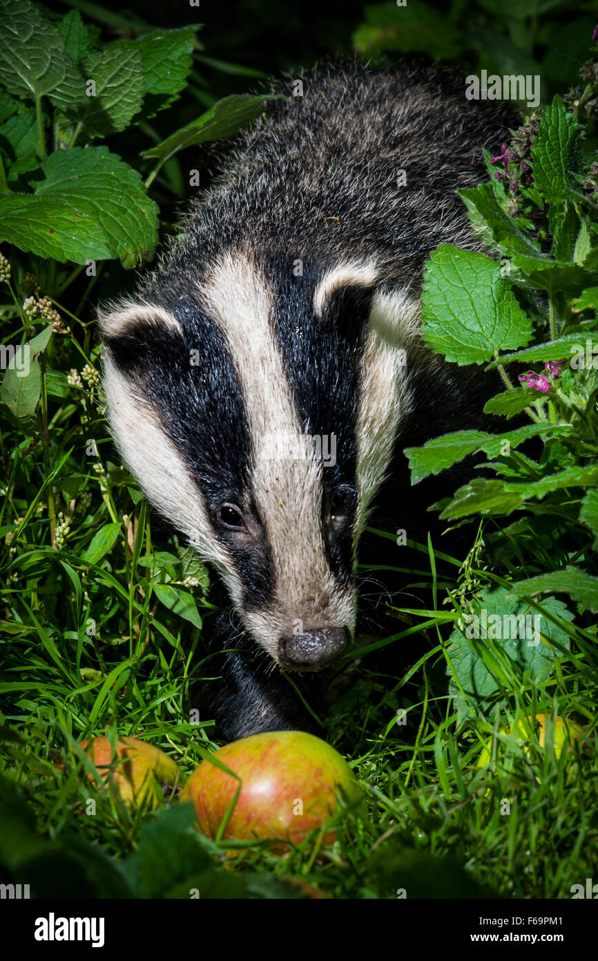 Badger foraging at night Stock Photo