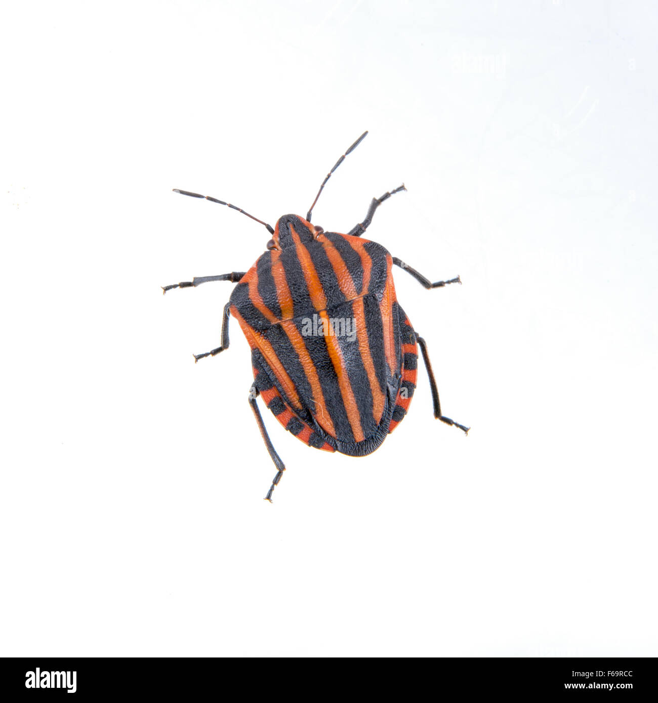 Red black striped shield bug isolated on a white background Stock Photo