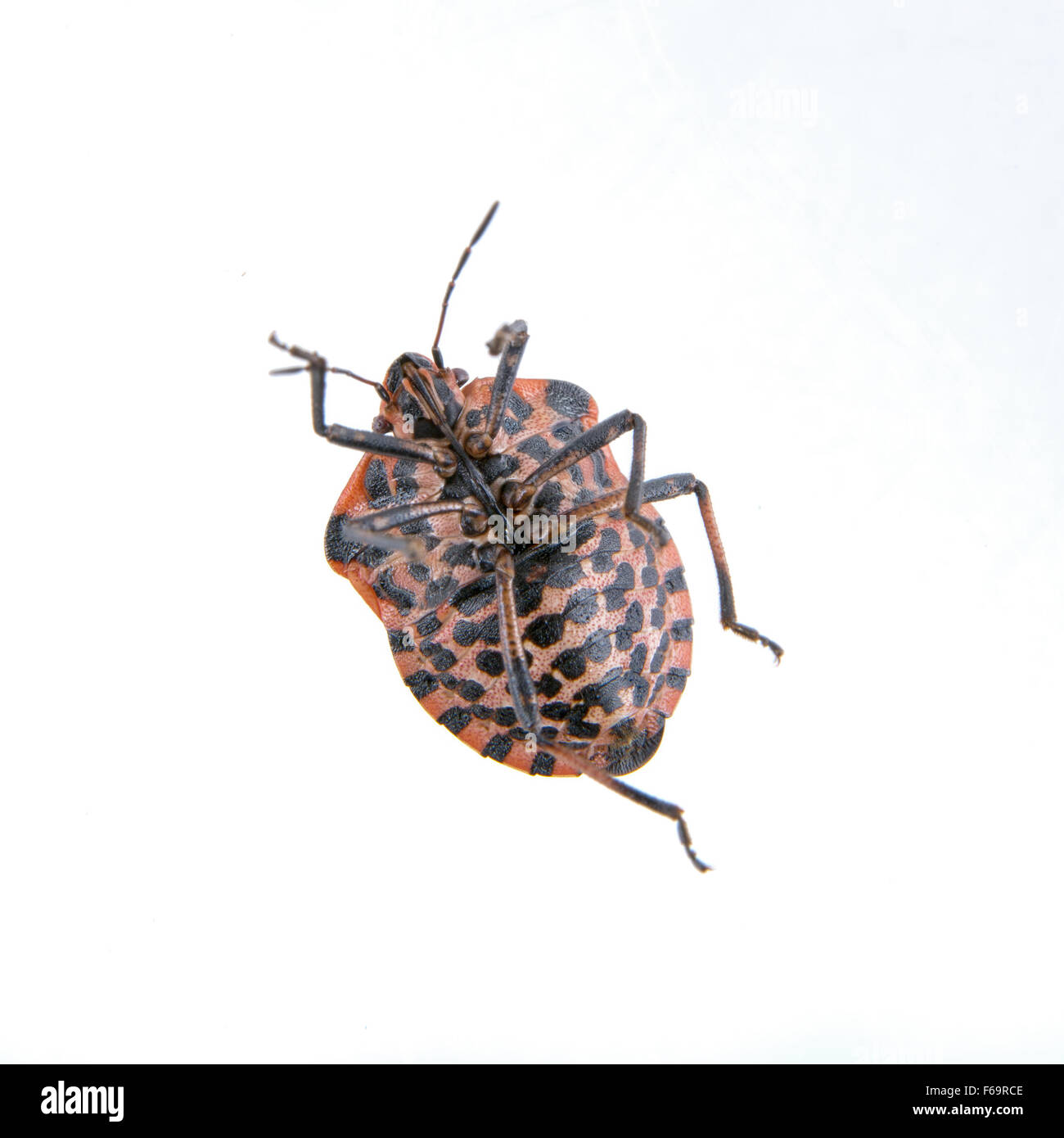 Red black striped shield bug isolated on a white background Stock Photo