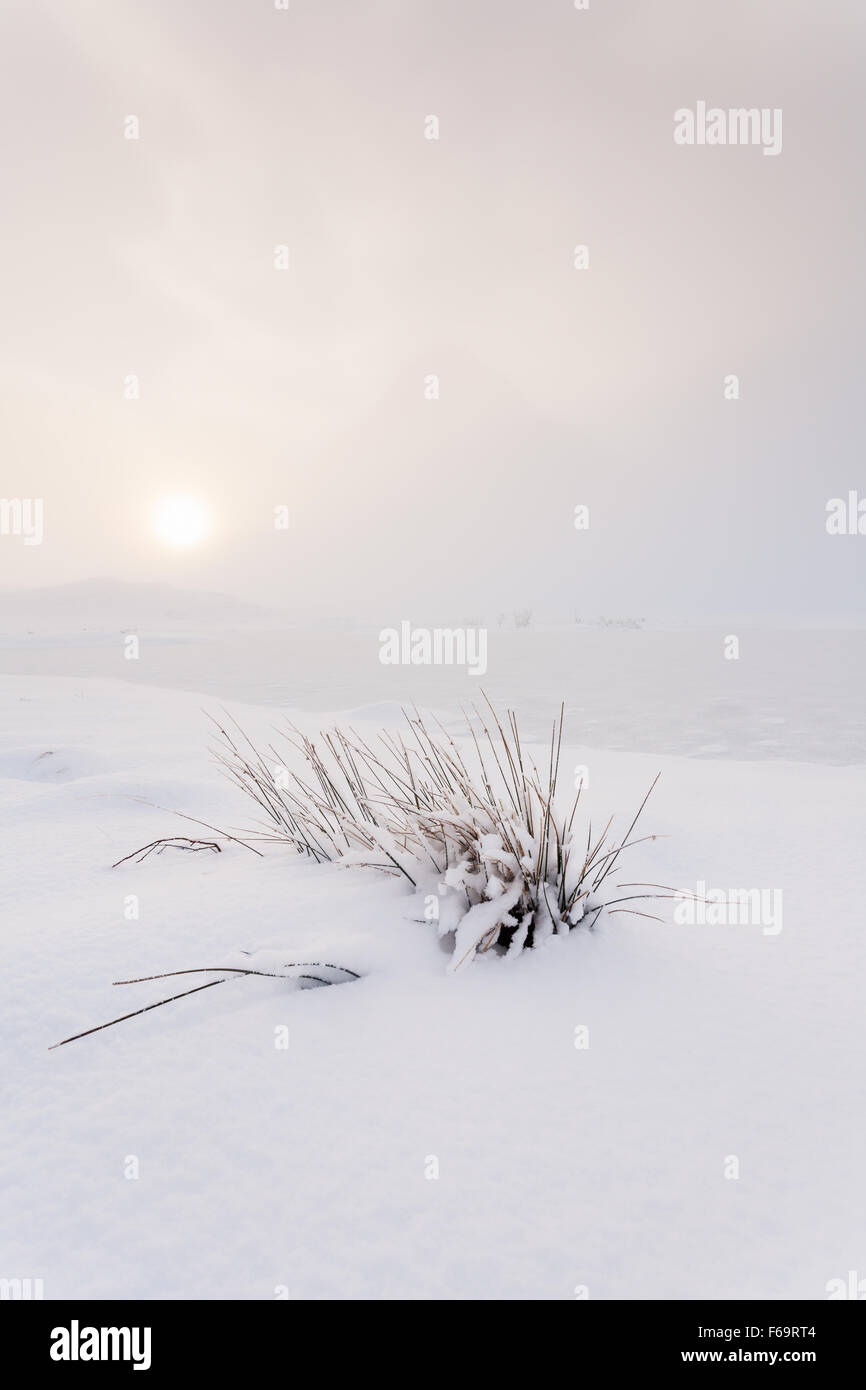 A lone tussock in a wintry landscape with the contours of the Buachaille Etive Beag barely visible in the mist, Glen Coe, Stock Photo