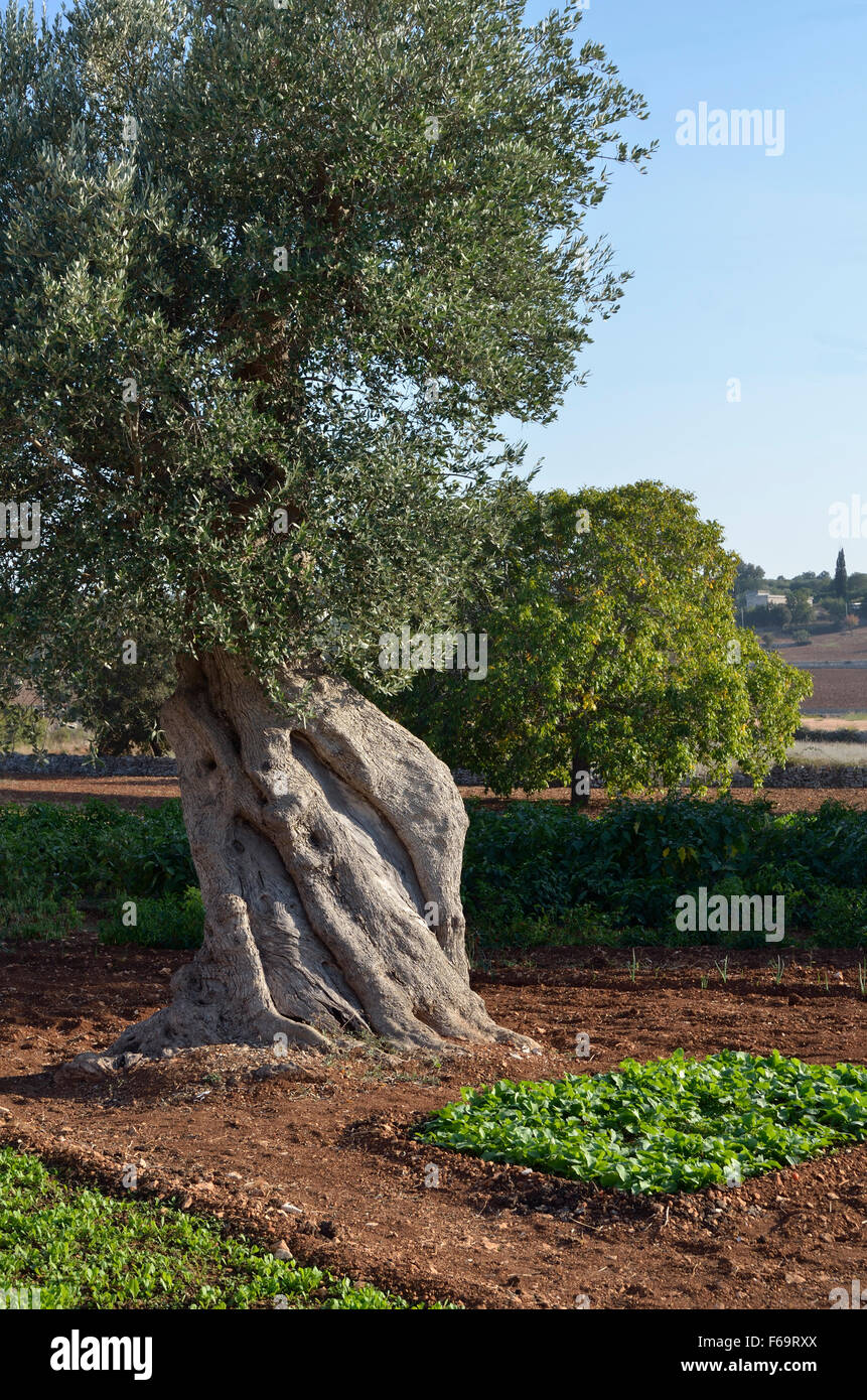 Old Olive Trees La Chiusa Di Chietri Hotel Alberobello Bari