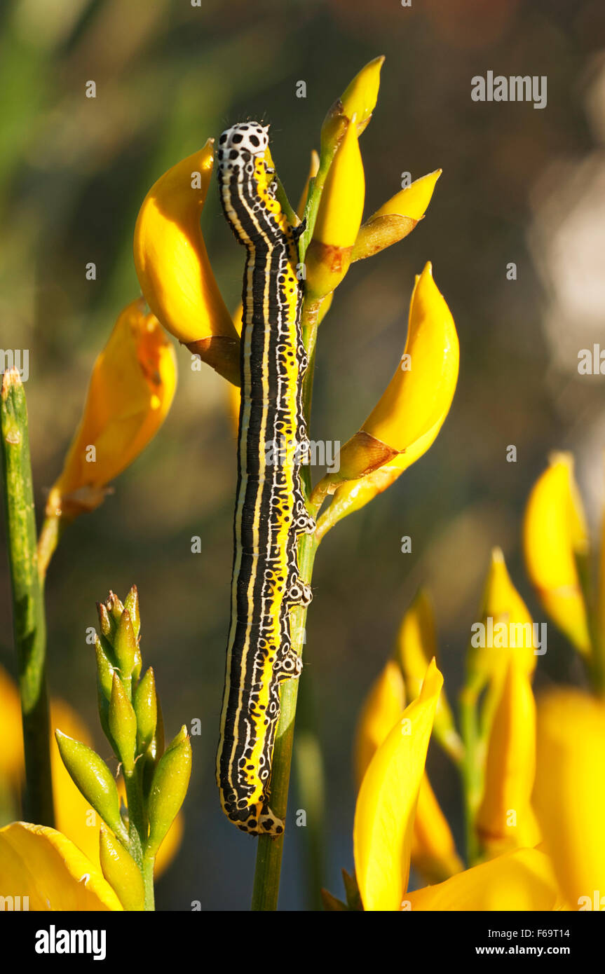Zebra Caterpillar (Melanchra picta Stock Photo Alamy