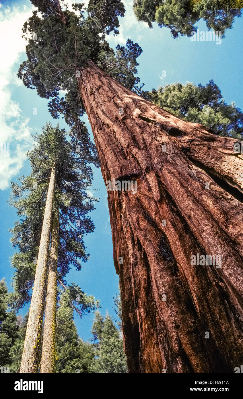 An old-growth sequoia tree soars into the sky nearby two younger offshoots in the Mariposa Grove of Giant Sequoias at the southern entrance to Yosemite National Park in California, USA. Hundreds more ancient Giant Sequoias (Sequoiadendron giganteum) have made the grove a major attraction in the park. Due to its popularity, Mariposa Grove was closed to visitor access until Fall, 2017, while roads and trails underwent restoration. Stock Photo