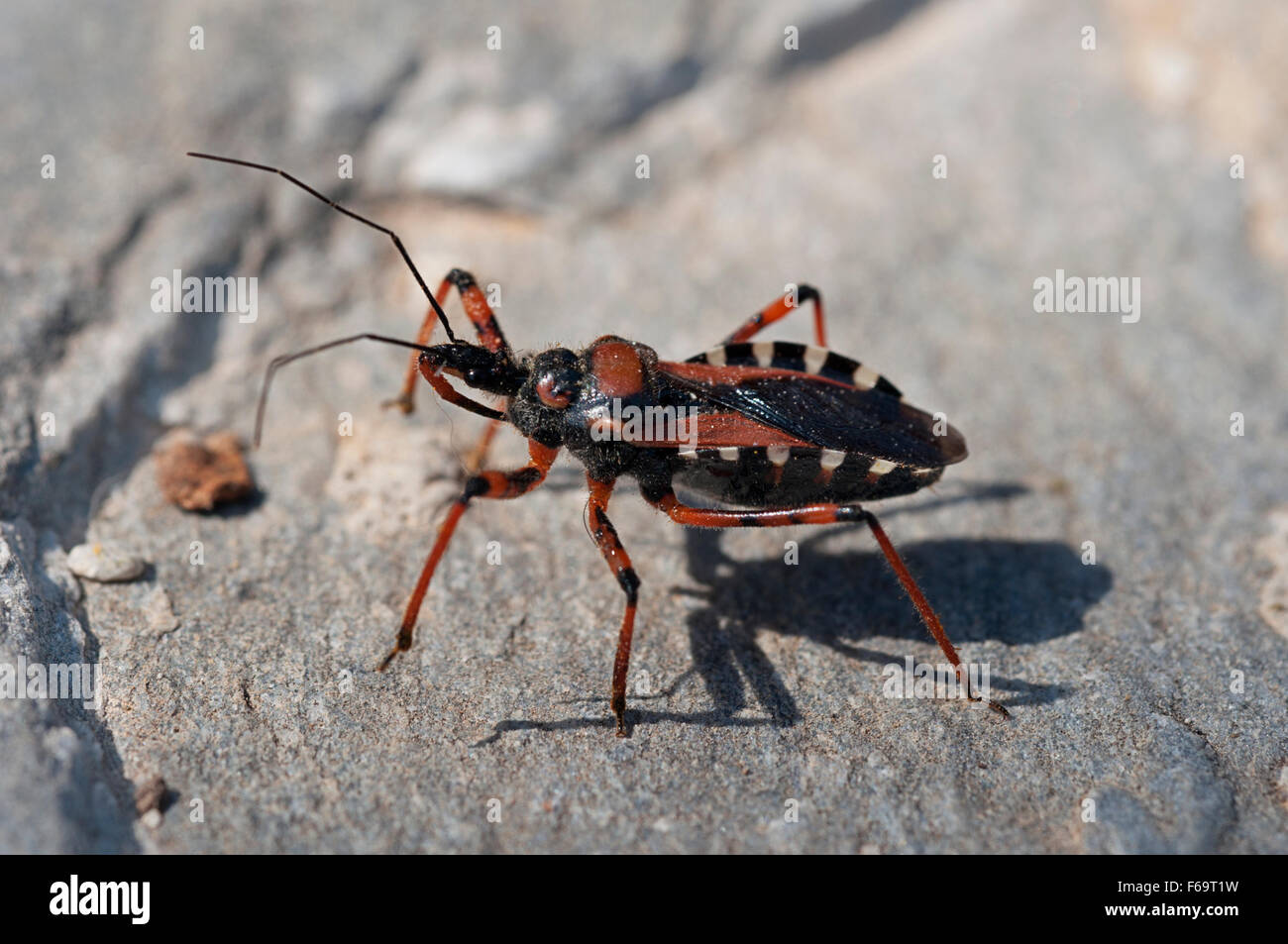 Orange assassin bug (Rhinocoris iracundus) Stock Photo