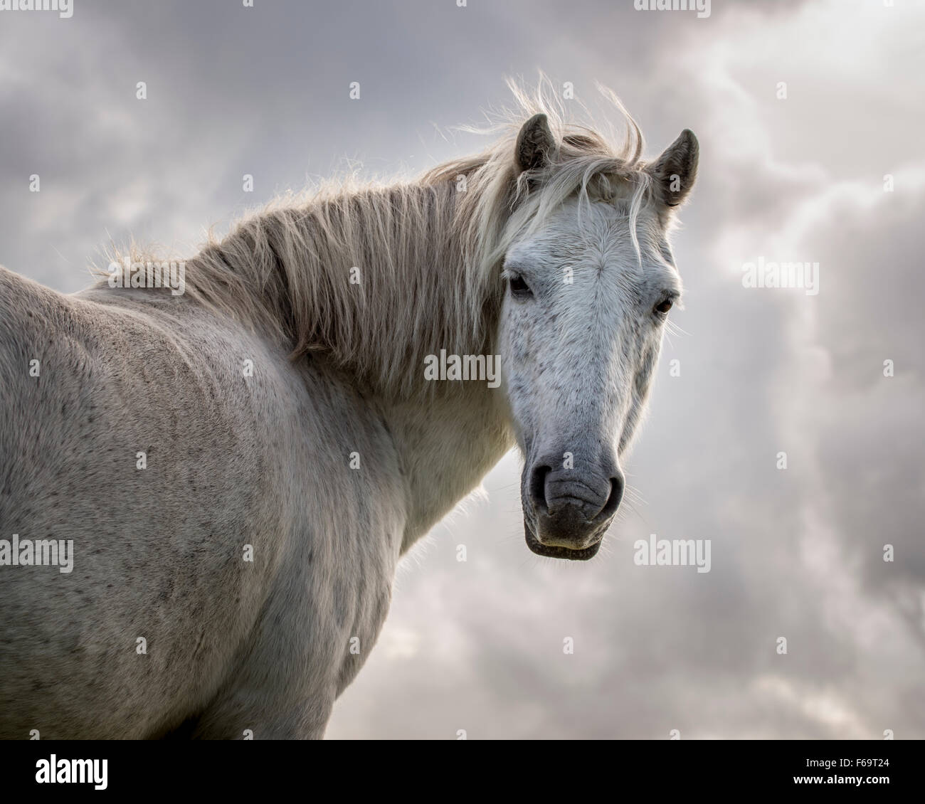 Grey horse Stock Photo
