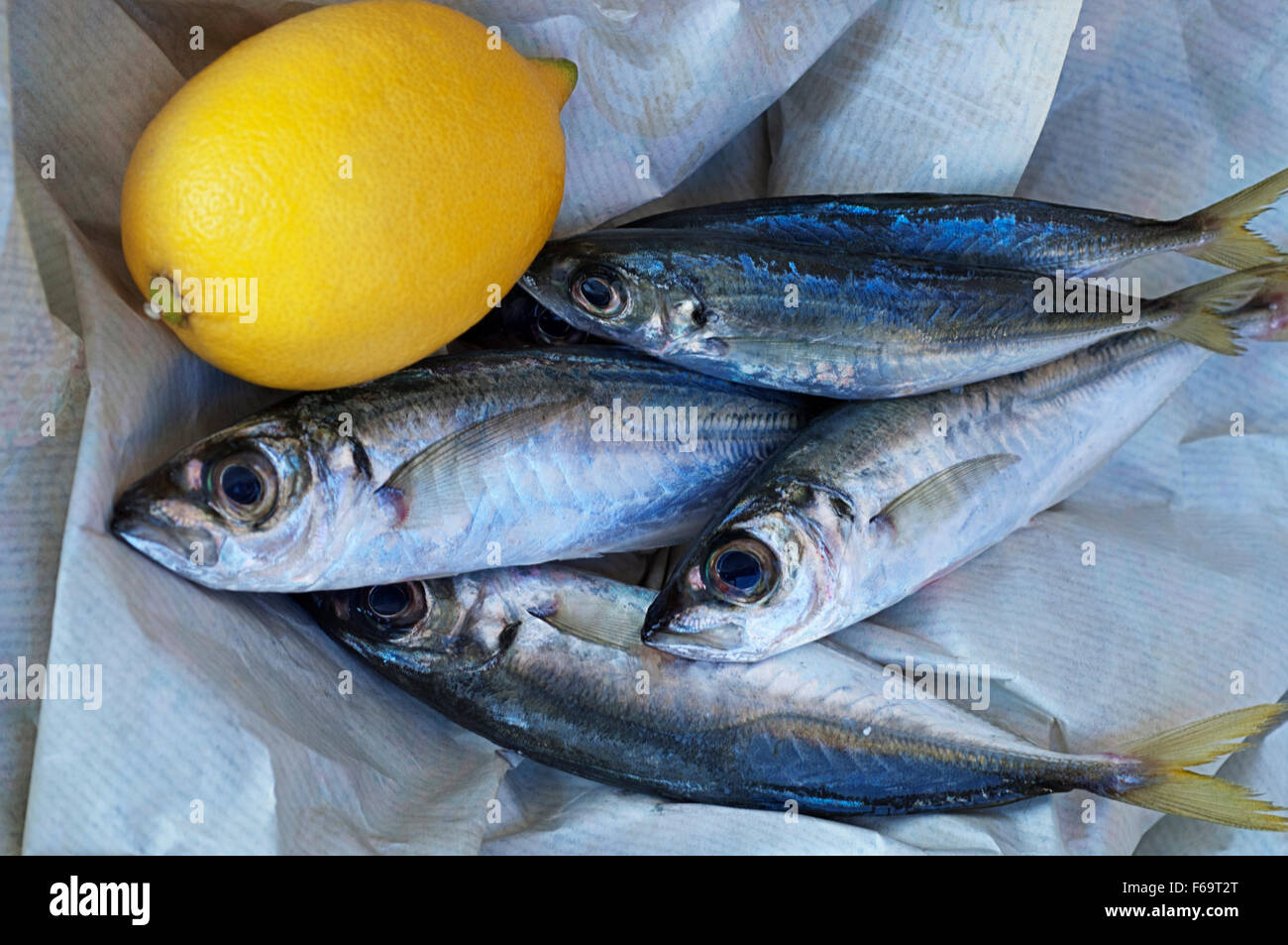 Freshly caught sardines with a lemon Stock Photo