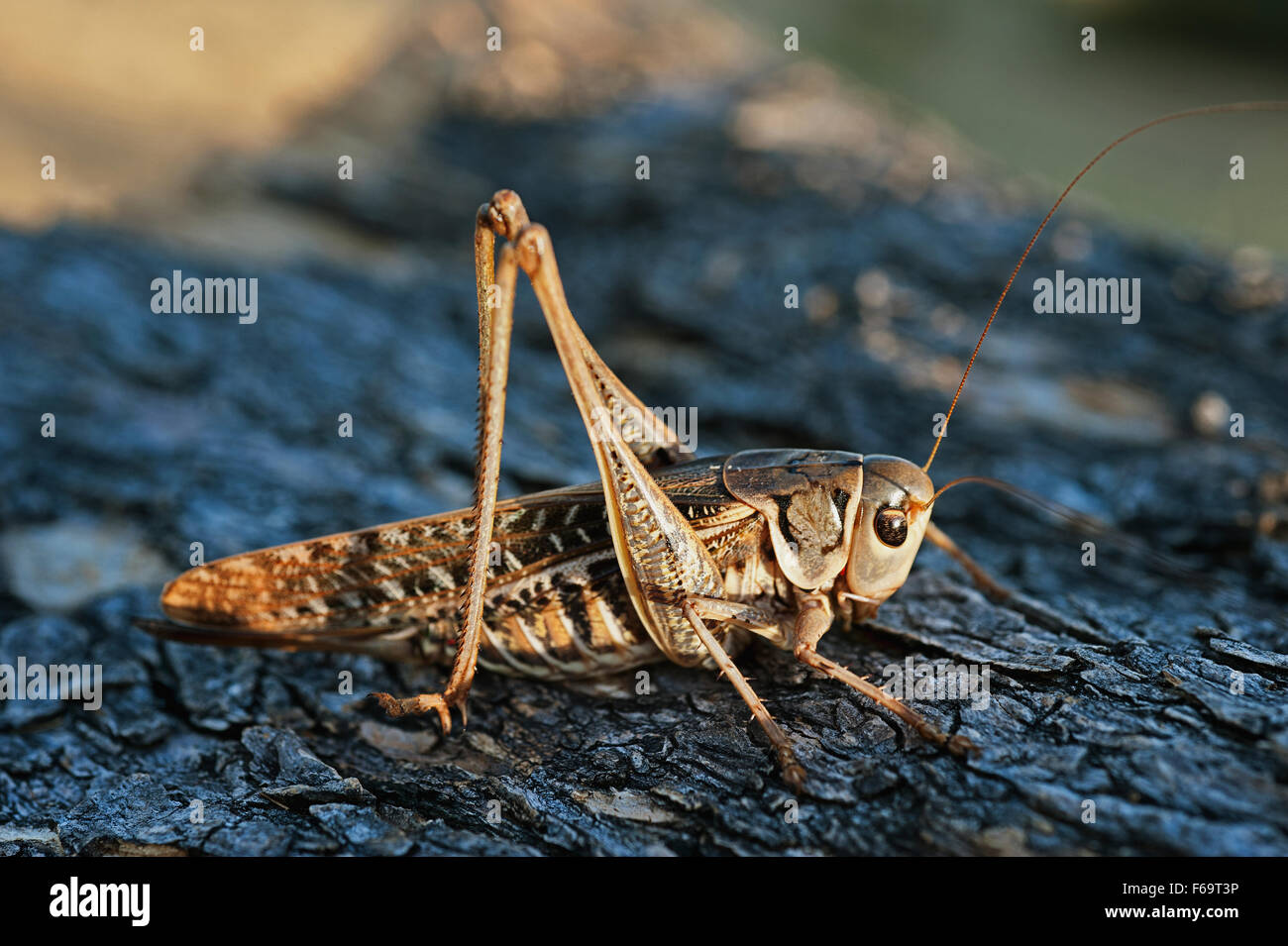 Blue-winged Grasshopper (Sphingonotus caerulans) - Greece Stock Photo