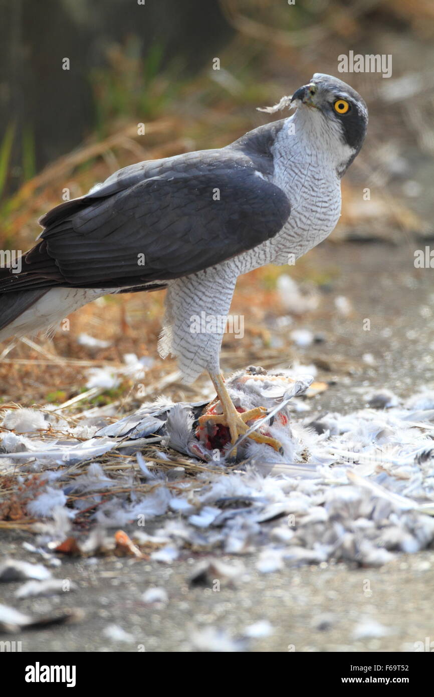 Northern Goshawk (Accipiter gentilis) eating dove in Japan Stock Photo