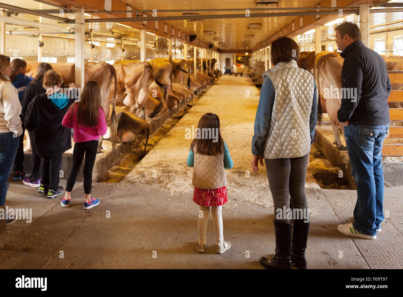 A family and children learning about dairy farming in the cowshed, Billings Farm & Museum, Woodstock, Vermont VT New England USA Stock Photo