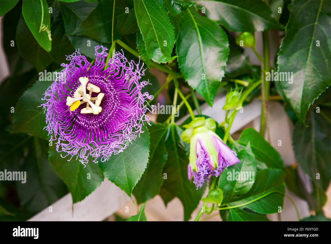 Image of exotic purple passion flowers. Stock Photo