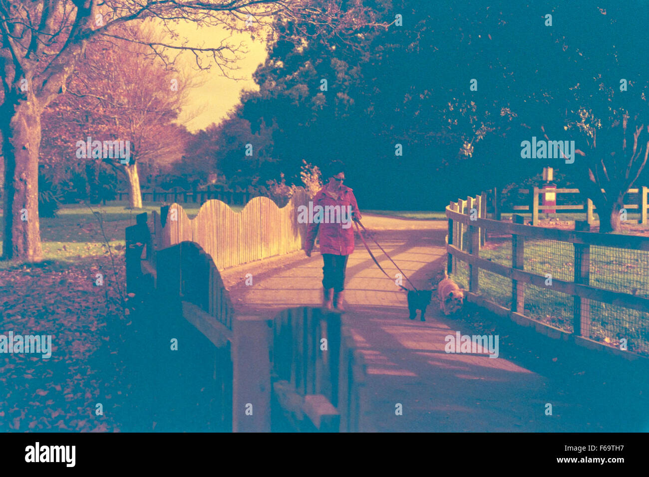 woman walking her dogs in an autumnal park taken using redscale special effects film uk Stock Photo