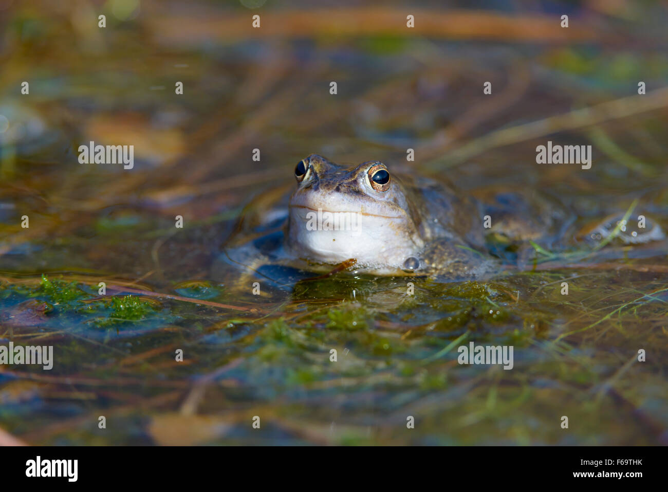 Maennlicher Moorfrosch, Rana arvalis, Male Moor Frogs Stock Photo