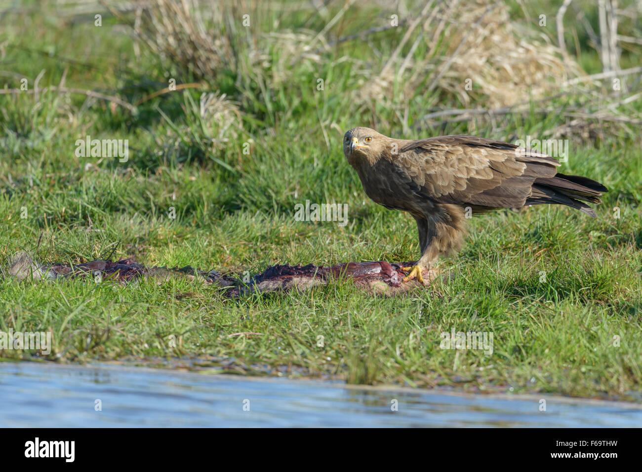 Maennlicher Schreiadler, Aquila pomarina, Male Lesser Spotted Eagle ...