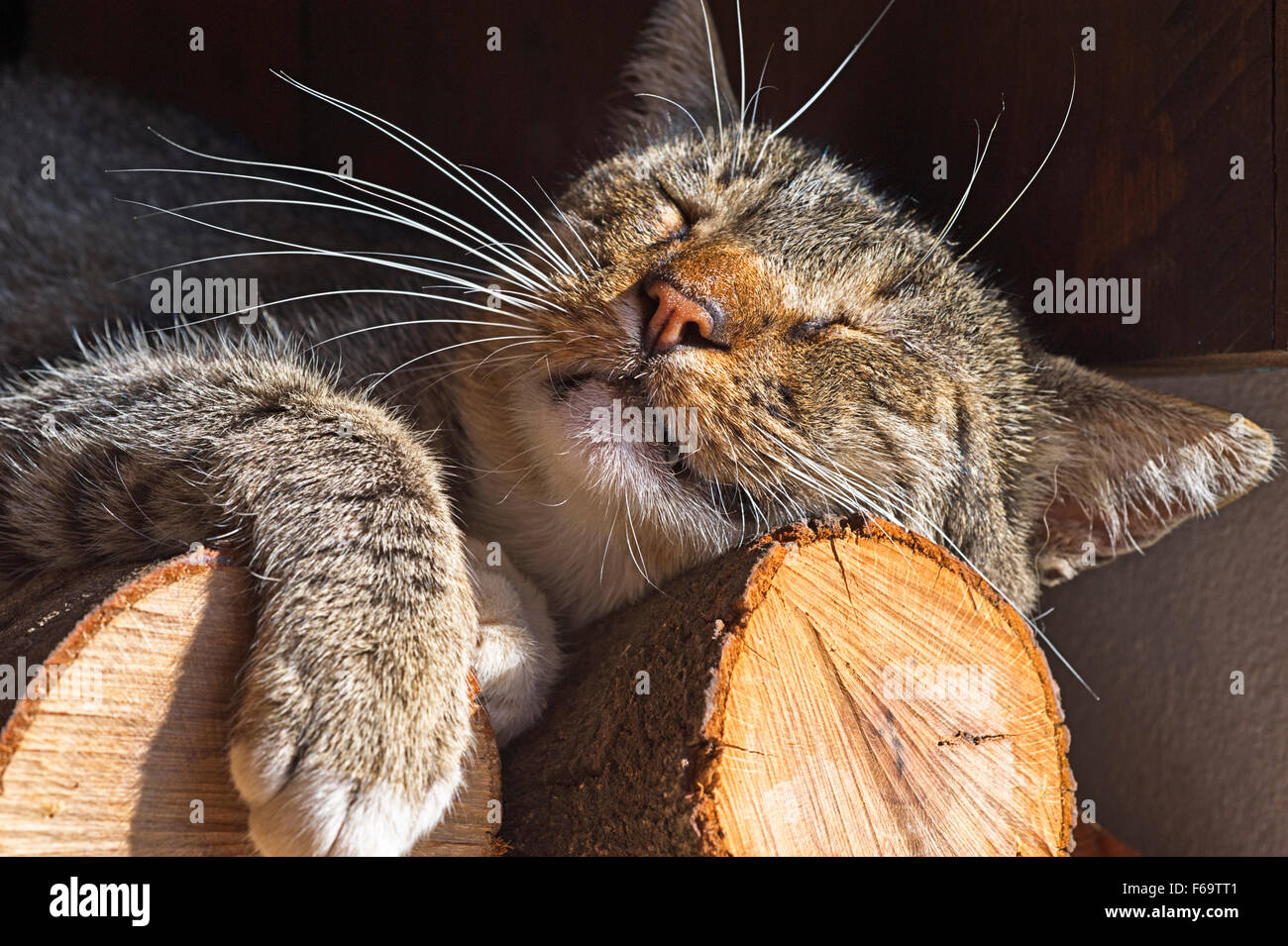 Tabby domestic cat sleeping on a pile of firewood Stock Photo