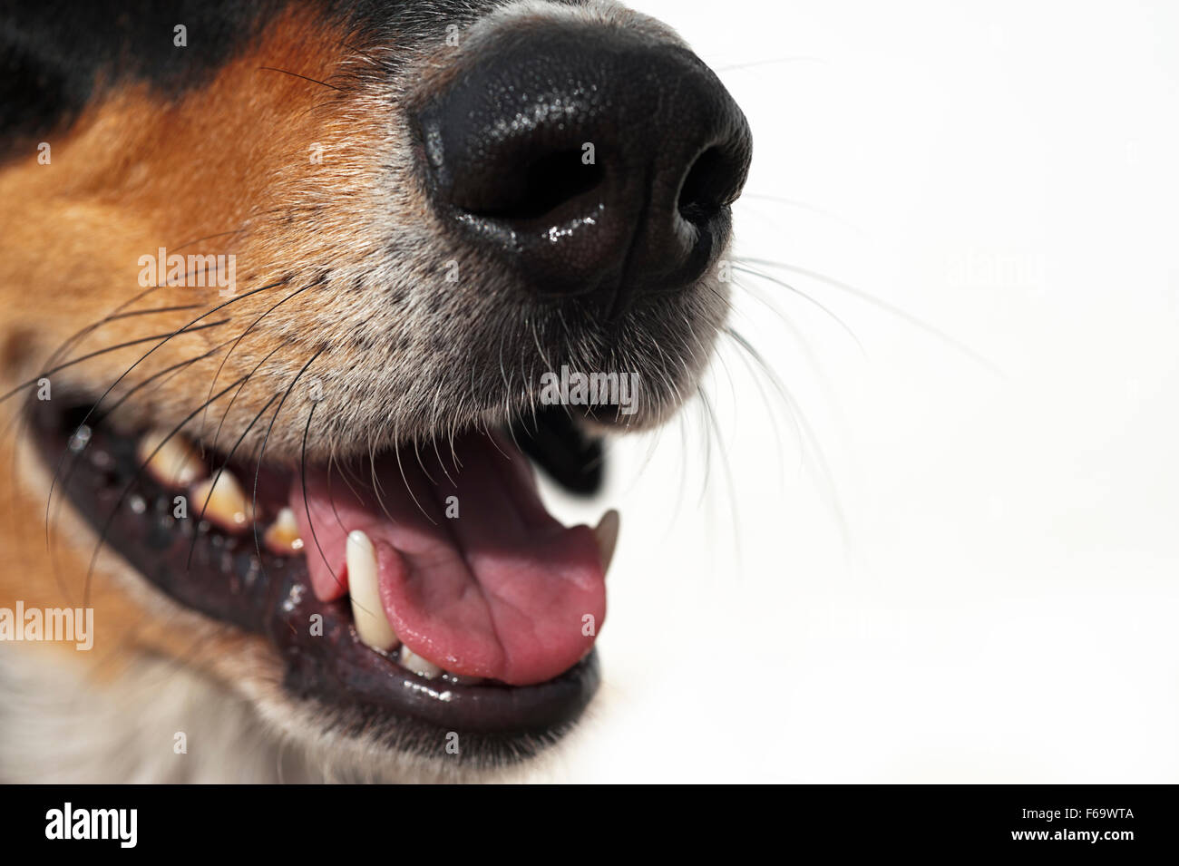 Close up of a dog´s snout Stock Photo