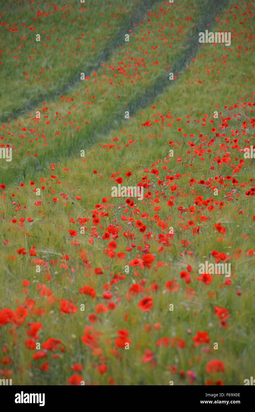 Summer Poppies in Barley field Stock Photo