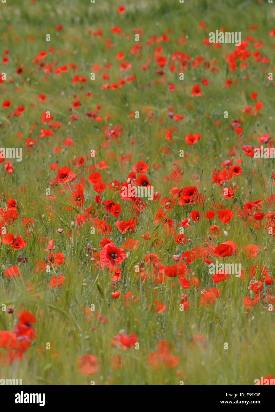 Summer Poppies Stock Photo