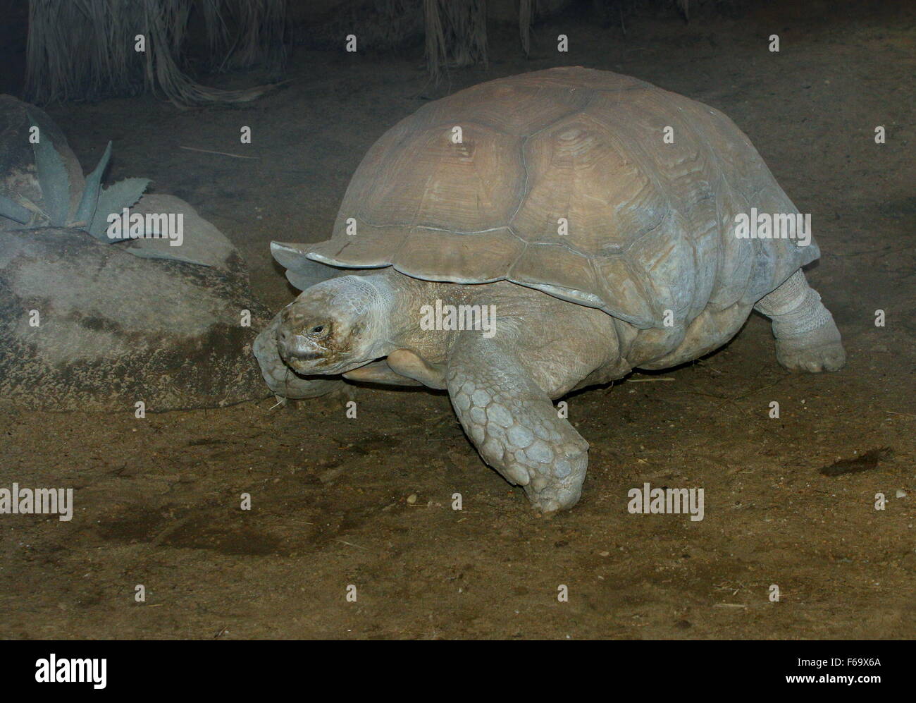 African spurred tortoise or  Sulcata tortoise (Geochelone sulcata) Stock Photo