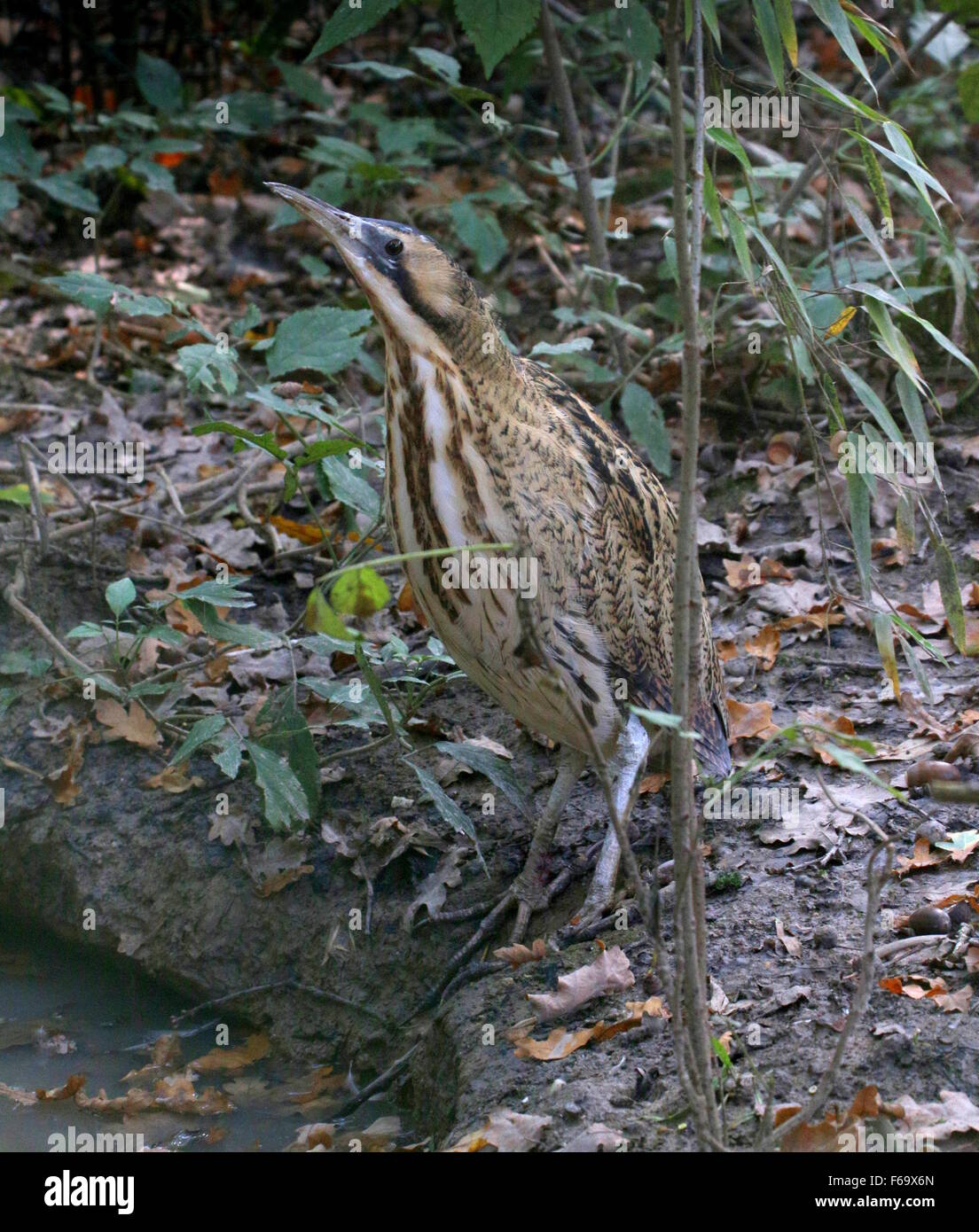 Close up of stealthy European Bittern (Botaurus stellaris) near the ...
