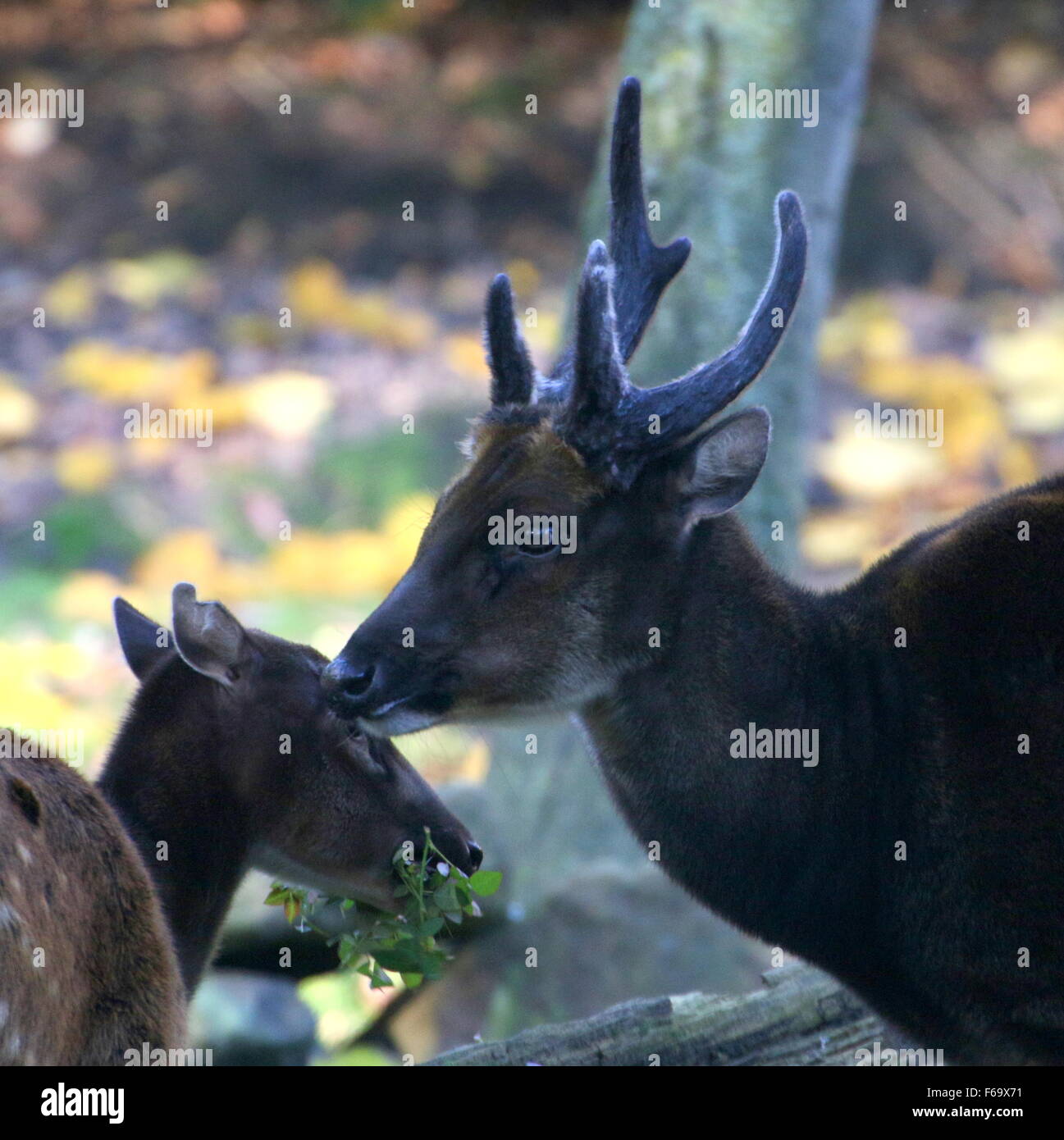 Male Visayan or Philippine spotted deer (Cervus alfredi, Rusa alfredi), doe chewing leaves in the background Stock Photo